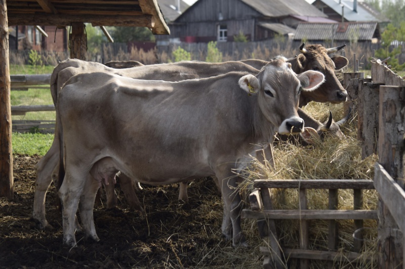 Буренки в поселке Кирово