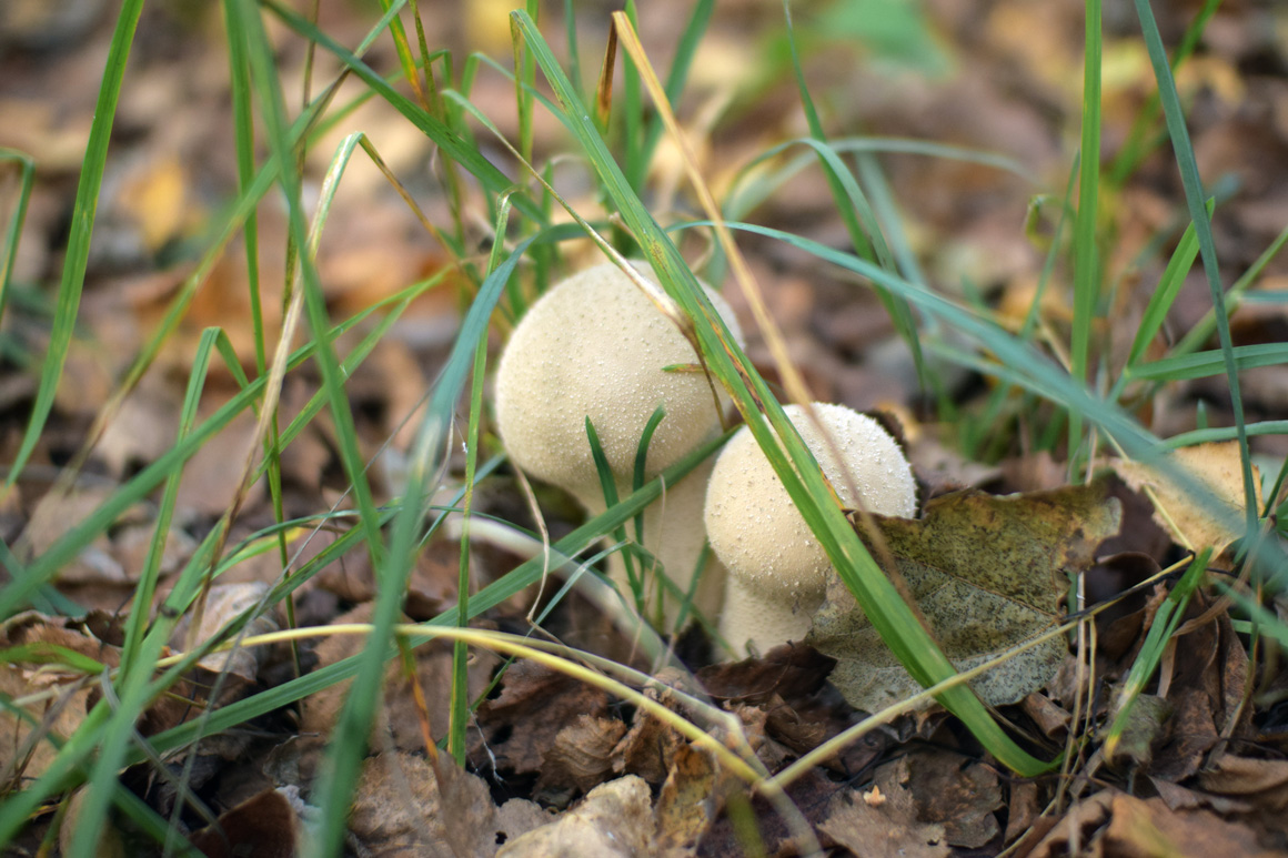 Гриб дождевик