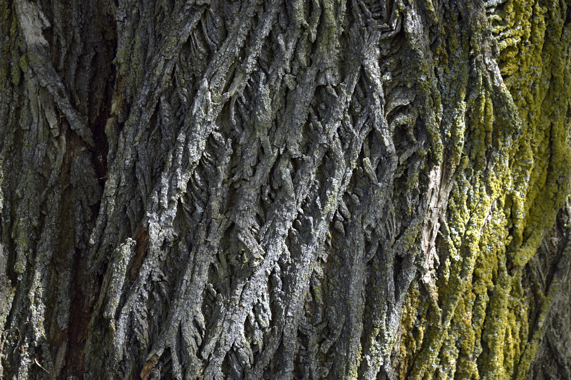 Липа на Введенском погосте